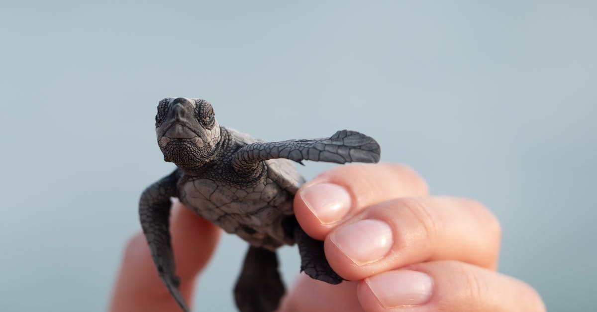 Are there (small, pod) hotels for single people in Western countries? - Person with small turtle in shell