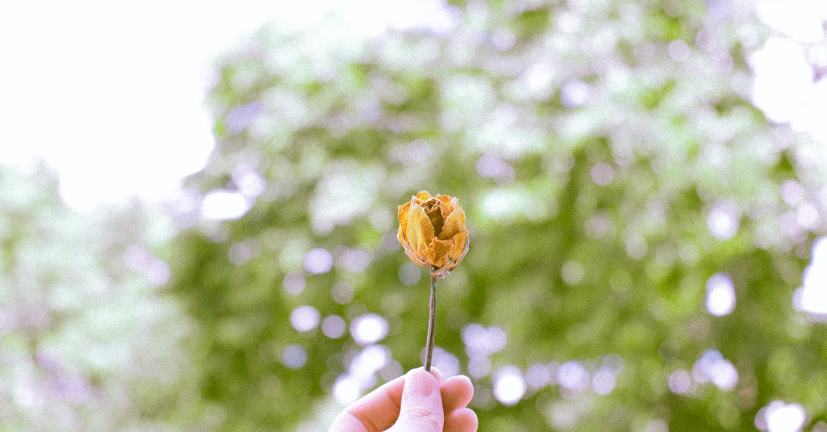 Are there (small, pod) hotels for single people in Western countries? - Soft focus of crop anonymous person showing withered yellow rose against tall lush green trees in nature on summer day