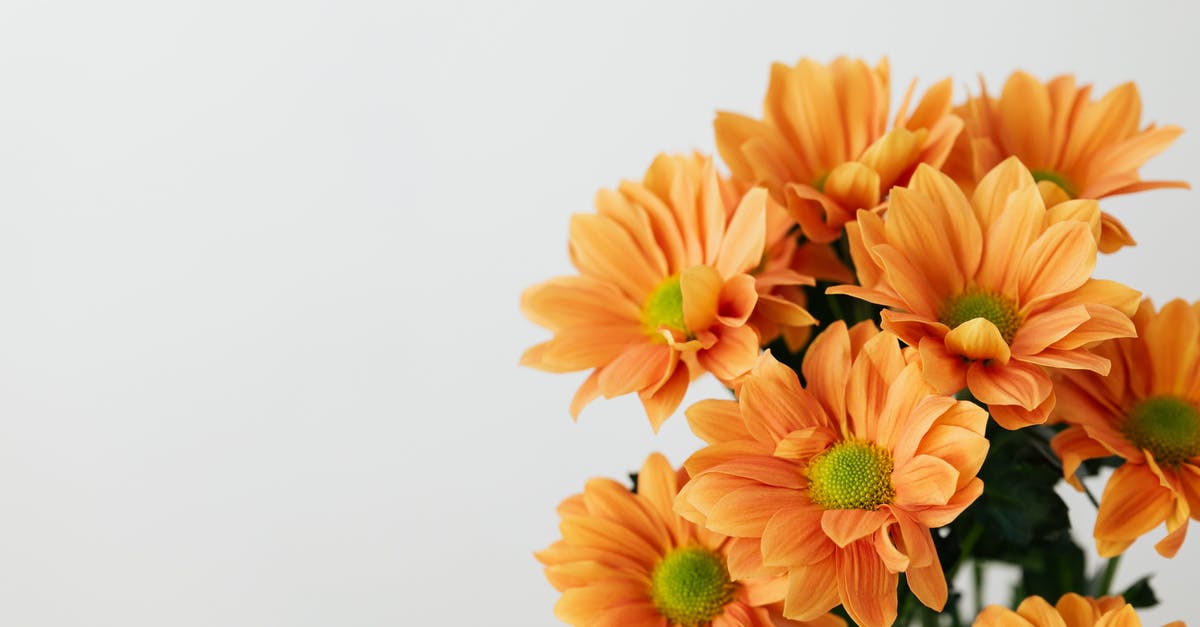 Are there still many refugees on the Copenhagen-Hamburg train? - Still life of bunch of natural orange transvaal daisy flowers placed on white background Are there still many refugees on the Copenhagen-Hamburg train? - Still life of bunch of natural orange transvaal daisy flowers placed on white background