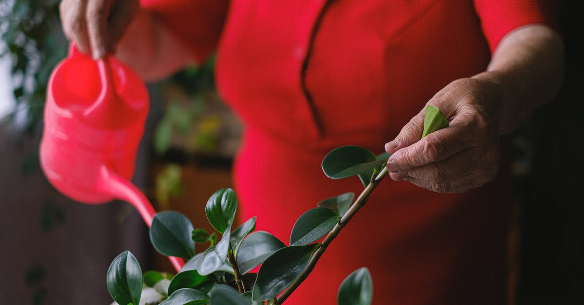 At what age an infant can start flying? - Unrecognizable female with red watering can taking care of potted plant with green leaves during household on blurred background in room At what age an infant can start flying? - Unrecognizable female with red watering can taking care of potted plant with green leaves during household on blurred background in room