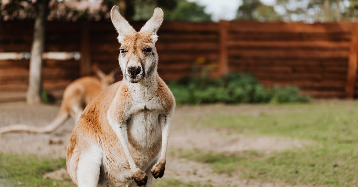 Australia: eVisitor or ETA - Brown Kangaroo on Green Grass Field Australia: eVisitor or ETA - Brown Kangaroo on Green Grass Field