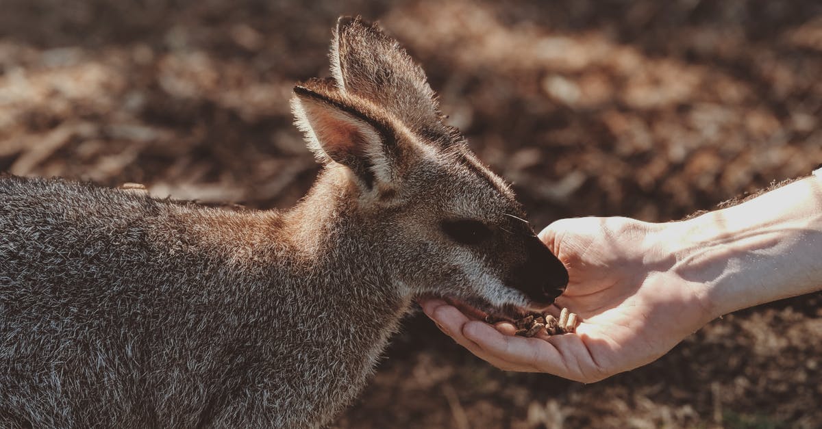 Australian Telcos: Telstra vs. Boost - Photo of Gray Wallaby Australian Telcos: Telstra vs. Boost - Photo of Gray Wallaby