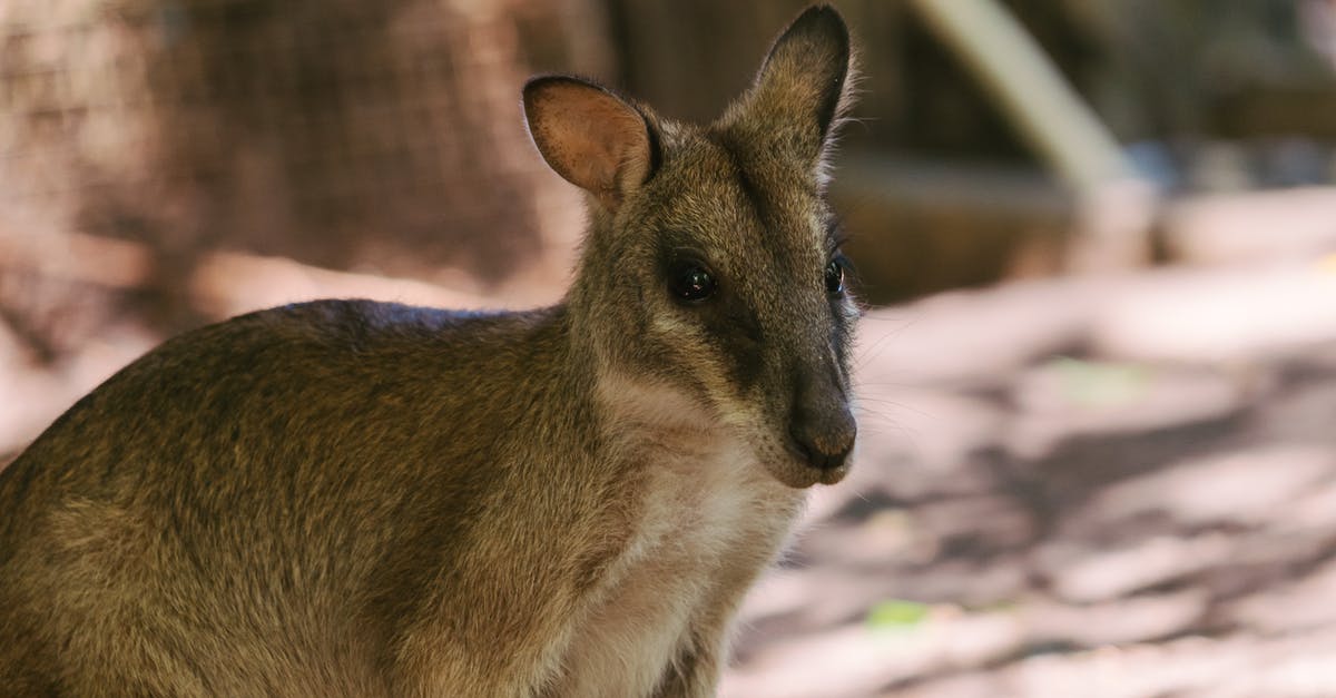 Australian Telcos: Telstra vs. Boost - Brown Wallaby Kangaroo in Close-Up Shot Australian Telcos: Telstra vs. Boost - Brown Wallaby Kangaroo in Close-Up Shot