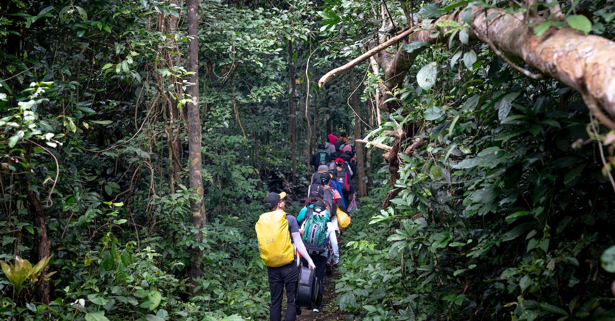 Backpacker 'social groups' for Hippie trail, Gringo trail etc - Group of tourists walking through tropical forest Backpacker 'social groups' for Hippie trail, Gringo trail etc - Group of tourists walking through tropical forest