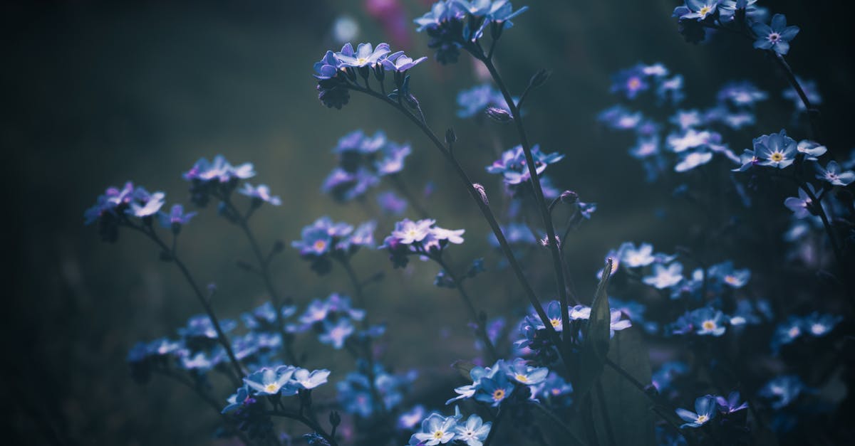 Banned for 5 years for overstaying but it wasn't me [closed] - Purple Flowers in Tilt Shift Lens