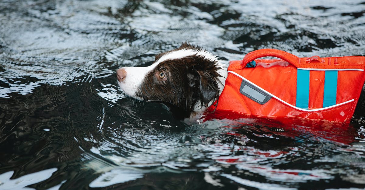 Beachy Head Suicide Spot, Chaplaincy Donation? - Adorable dog in life jacket swimming in water Beachy Head Suicide Spot, Chaplaincy Donation? - Adorable dog in life jacket swimming in water