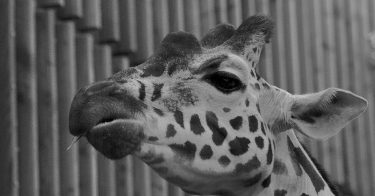 Beachy Head Suicide Spot, Chaplaincy Donation? - Greyscale Photograph of Giraffe Beachy Head Suicide Spot, Chaplaincy Donation? - Greyscale Photograph of Giraffe