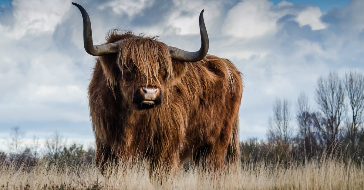 Beef jerky to Israel - Brown Bull on Green Glass Field Under Grey and Blue Cloudy Sky Beef jerky to Israel - Brown Bull on Green Glass Field Under Grey and Blue Cloudy Sky