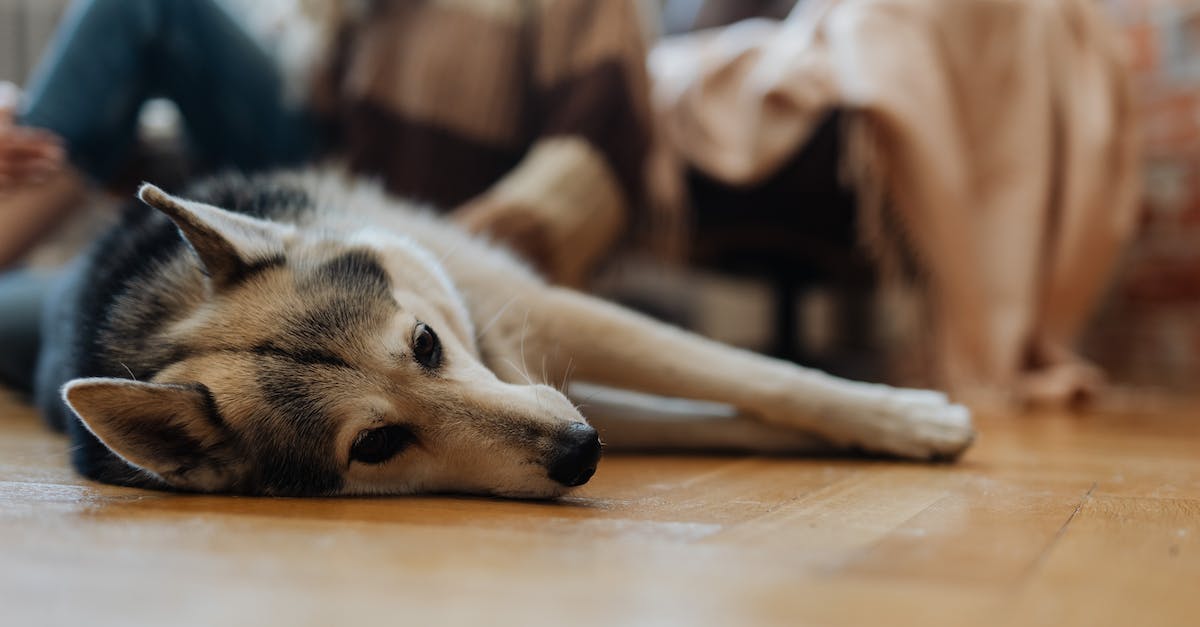 Best solution for flying with a big dog? - Big Dog Lying on Floor in Room Best solution for flying with a big dog? - Big Dog Lying on Floor in Room