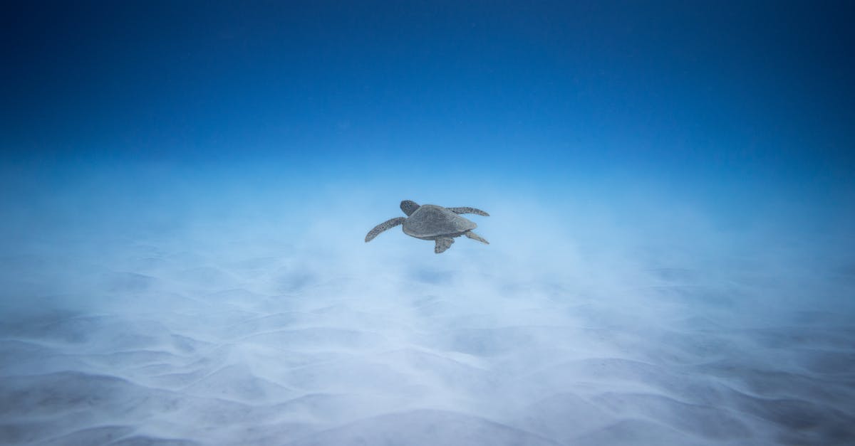 Best time of year to scuba dive in Belize/Honduras - Adorable marine turtle swimming underwater of blue ocean near sandy bottom in sunlight Best time of year to scuba dive in Belize/Honduras - Adorable marine turtle swimming underwater of blue ocean near sandy bottom in sunlight