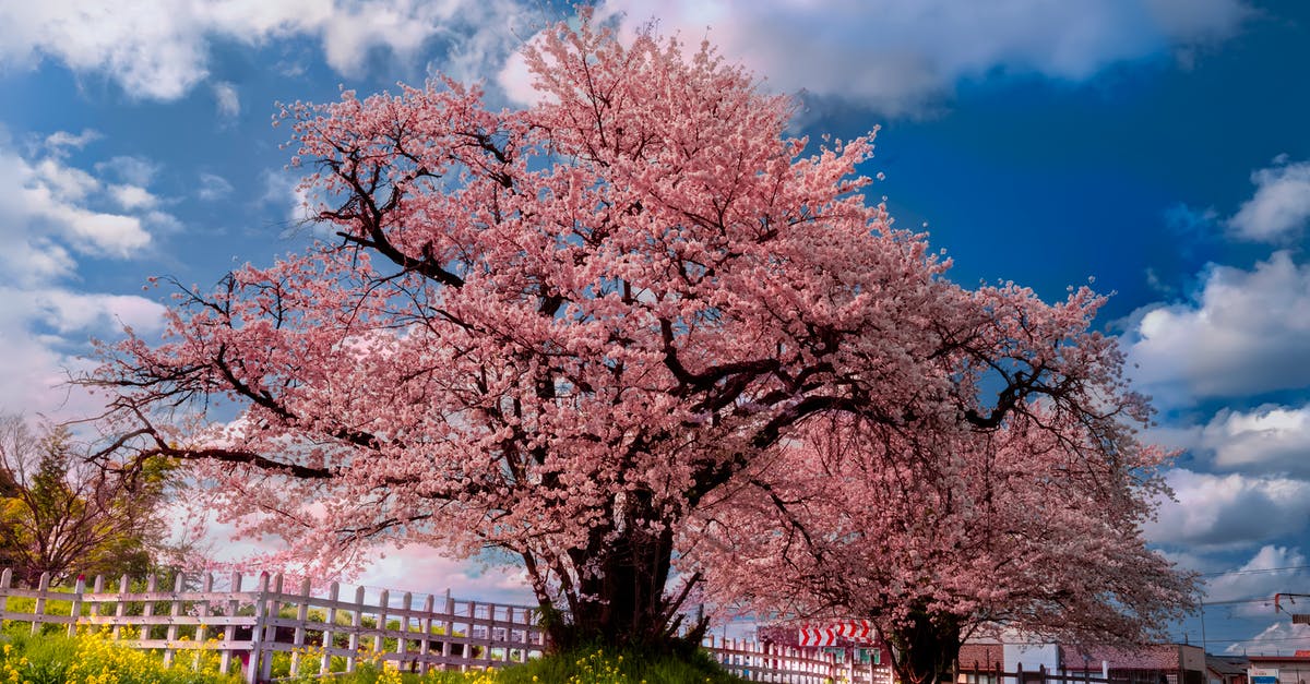 Best time to see cherry blossoms in Japan? - Spring season nature background photography cherry blossom pink colour blue sky park in Japanese Sakura Season Beautiful background Best time to see cherry blossoms in Japan? - Spring season nature background photography cherry blossom pink colour blue sky park in Japanese Sakura Season Beautiful background