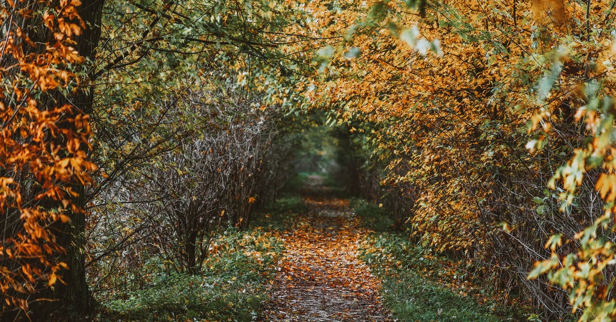 Best way to leave EU with expired visa - Path through autumn trees with dry leaves Best way to leave EU with expired visa - Path through autumn trees with dry leaves