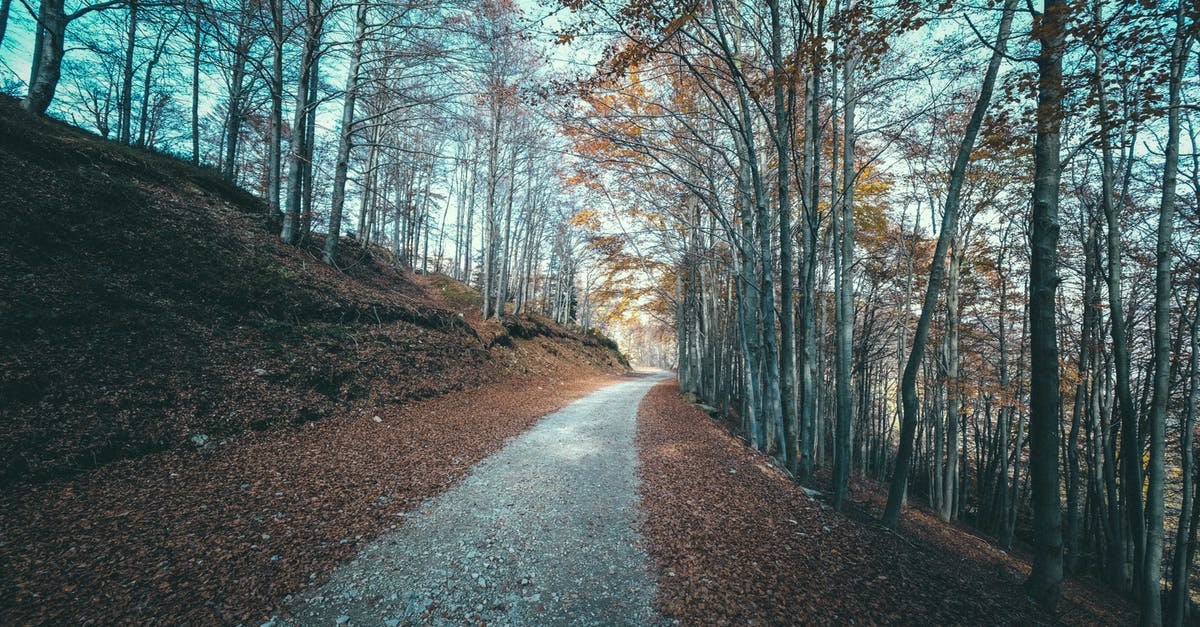 Best way to leave EU with expired visa - Long narrow pathway between tall bare trees growing on ground covered with fallen leaves in autumn park Best way to leave EU with expired visa - Long narrow pathway between tall bare trees growing on ground covered with fallen leaves in autumn park