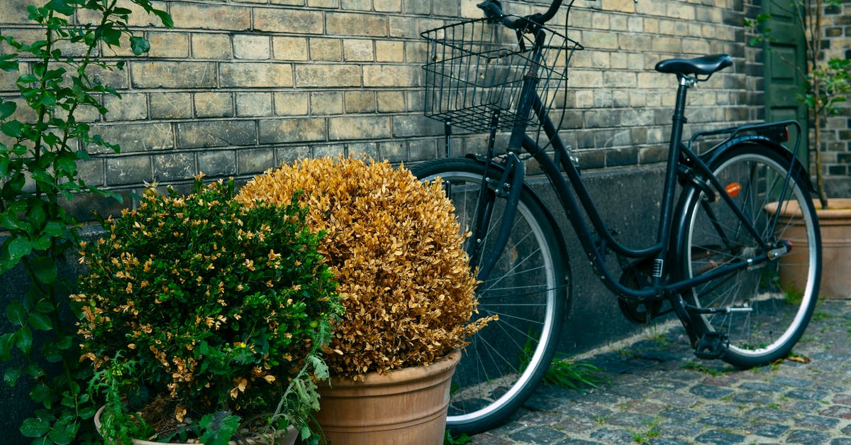 Bicycle rental near Kastrup Airport, Denmark? - Black Commuters Bike Near to Plant Pots Bicycle rental near Kastrup Airport, Denmark? - Black Commuters Bike Near to Plant Pots