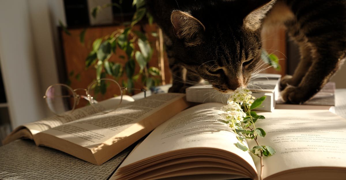 Booking domestic flights in Iran - Photo of Cat Standing on Top of a Book Booking domestic flights in Iran - Photo of Cat Standing on Top of a Book