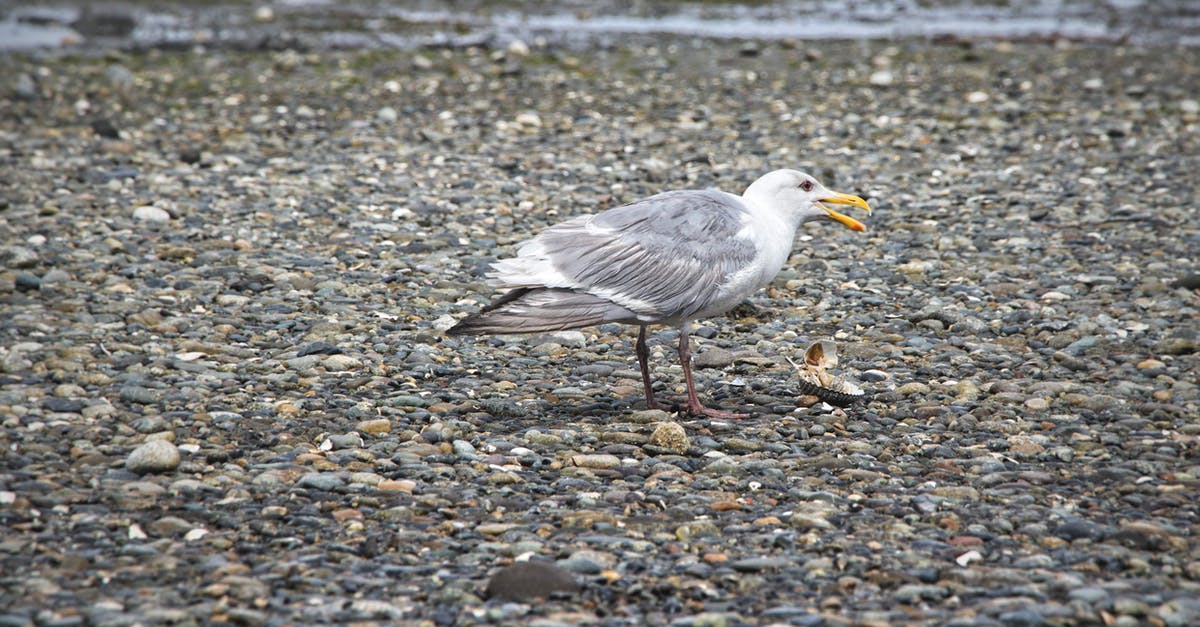 Booking lodging along the west coast of USA - A glaucus winged gull feeding on a shell Booking lodging along the west coast of USA - A glaucus winged gull feeding on a shell