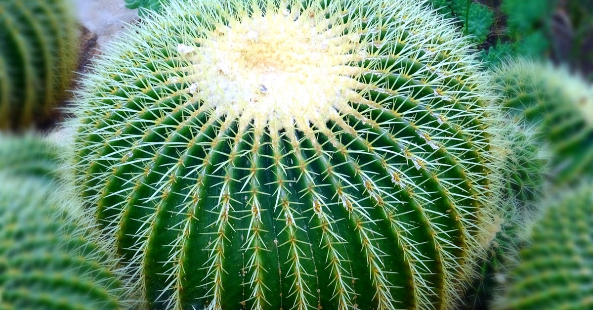 Botanical gardens in or close to Paris, France - Green Cactus Botanical gardens in or close to Paris, France - Green Cactus