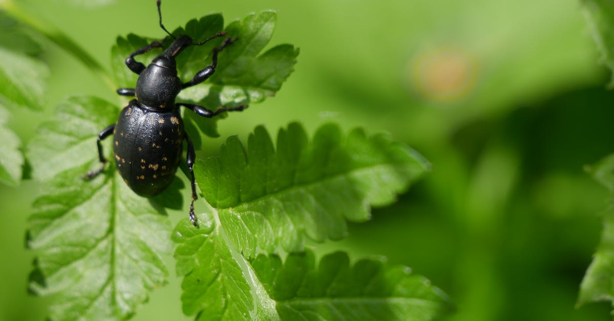 Botanical gardens in or close to Paris, France - Black Weevil on Green Leaf Botanical gardens in or close to Paris, France - Black Weevil on Green Leaf