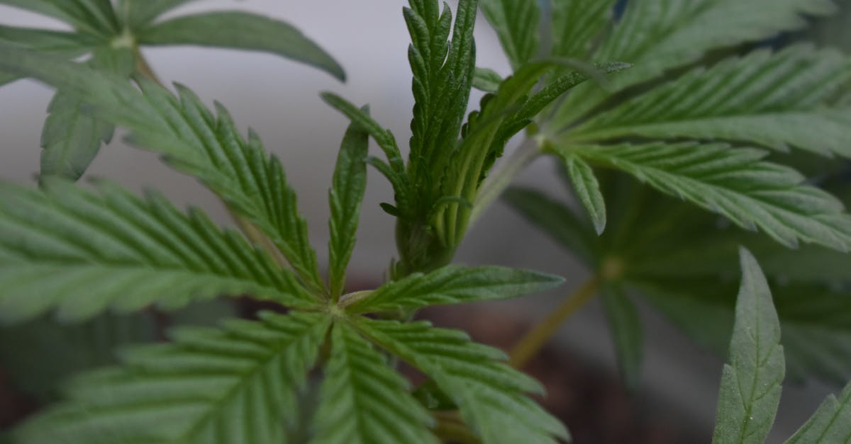 Bringing a medicine containing Cannabis Sativa from India to the Netherlands - Green Cannabis Plant in Close Up Photography Bringing a medicine containing Cannabis Sativa from India to the Netherlands - Green Cannabis Plant in Close Up Photography