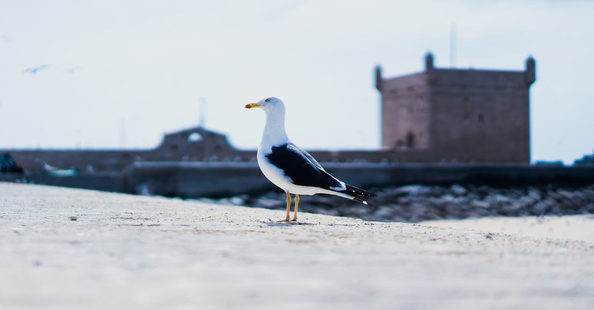 Bringing Dirham to Morocco - White and Black Bird on Brown Wooden Dock Bringing Dirham to Morocco - White and Black Bird on Brown Wooden Dock