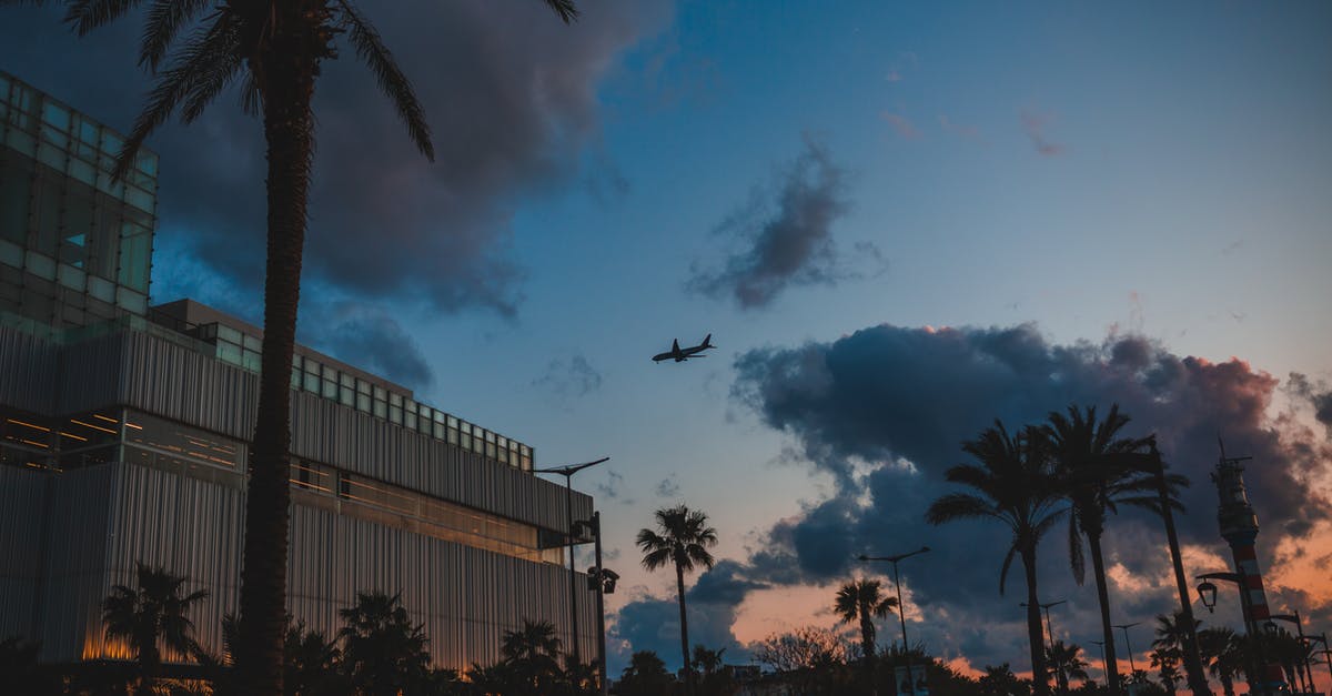 Bringing plants on a plane from US to Denmark - Town street with buildings and palms under sky with plane Bringing plants on a plane from US to Denmark - Town street with buildings and palms under sky with plane