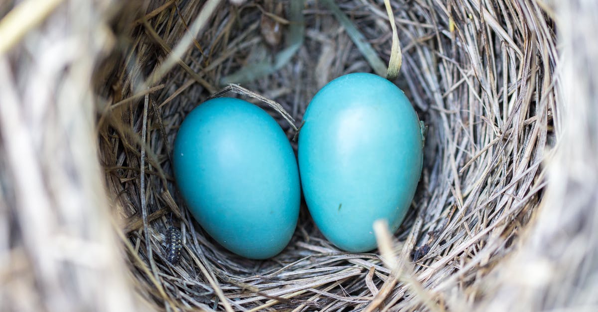 Bringing pre-made bird's nest soup into the UK - Selective Focus Photography2 Blue Egg on Nest Bringing pre-made bird's nest soup into the UK - Selective Focus Photography2 Blue Egg on Nest