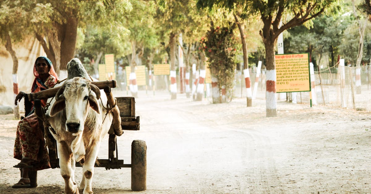 Bringing shoes back into Australia after visiting rural India - Woman Sitting on Brown Wooden Buffalo Trailer Surrounded by Trees Bringing shoes back into Australia after visiting rural India - Woman Sitting on Brown Wooden Buffalo Trailer Surrounded by Trees