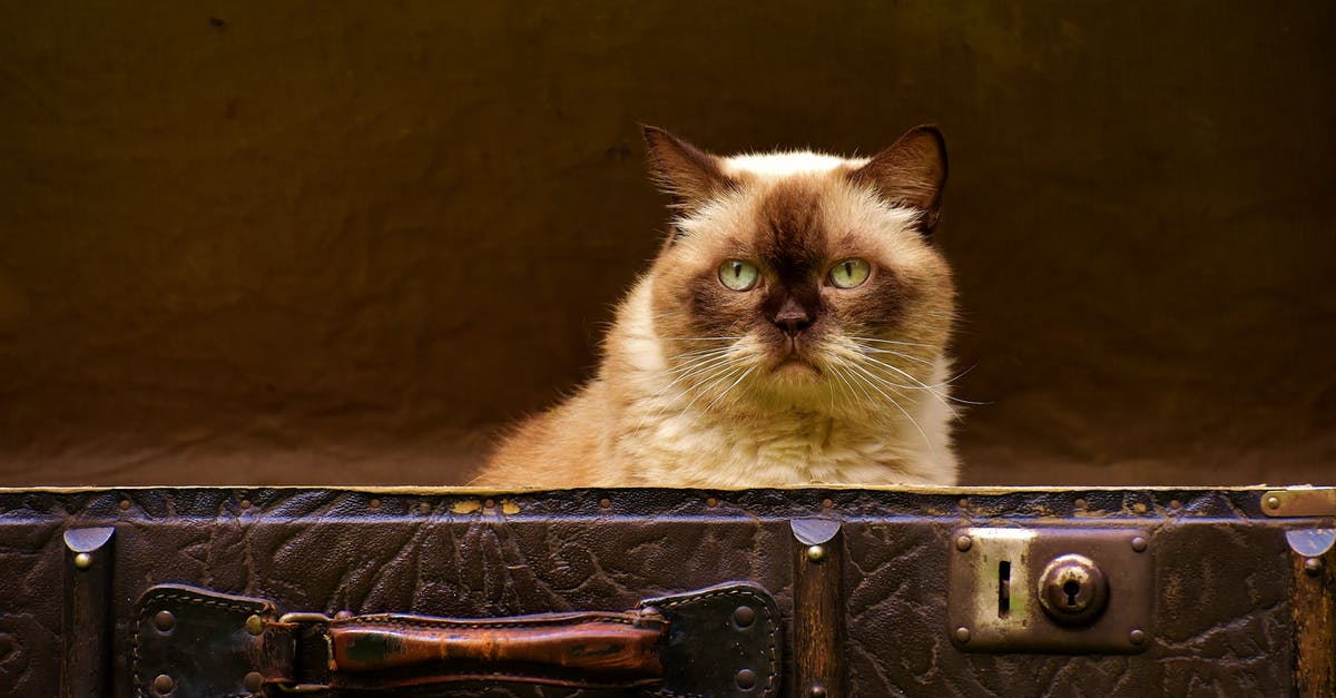 British Airways Luggage Allowance - Siamese Cat British Airways Luggage Allowance - Siamese Cat