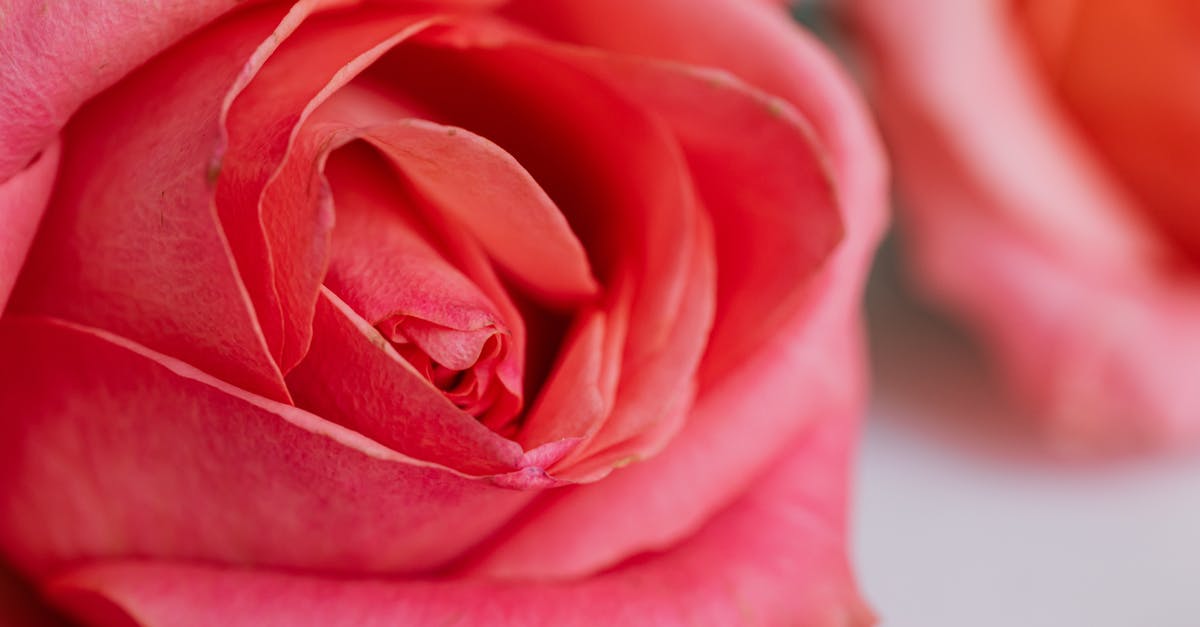British citizen and non-EU visitor visa marriage - Macro view of pink roses leaning on white table texture for postcards and decorated for wedding celebration in modern apartment during daytime British citizen and non-EU visitor visa marriage - Macro view of pink roses leaning on white table texture for postcards and decorated for wedding celebration in modern apartment during daytime