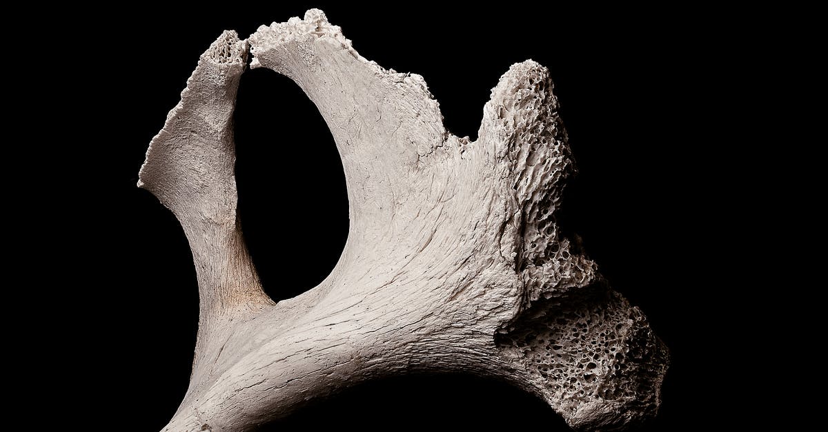 Broken baggage form - Exhibited fragment of textured porous bone piece in soft light on black backdrop Broken baggage form - Exhibited fragment of textured porous bone piece in soft light on black backdrop
