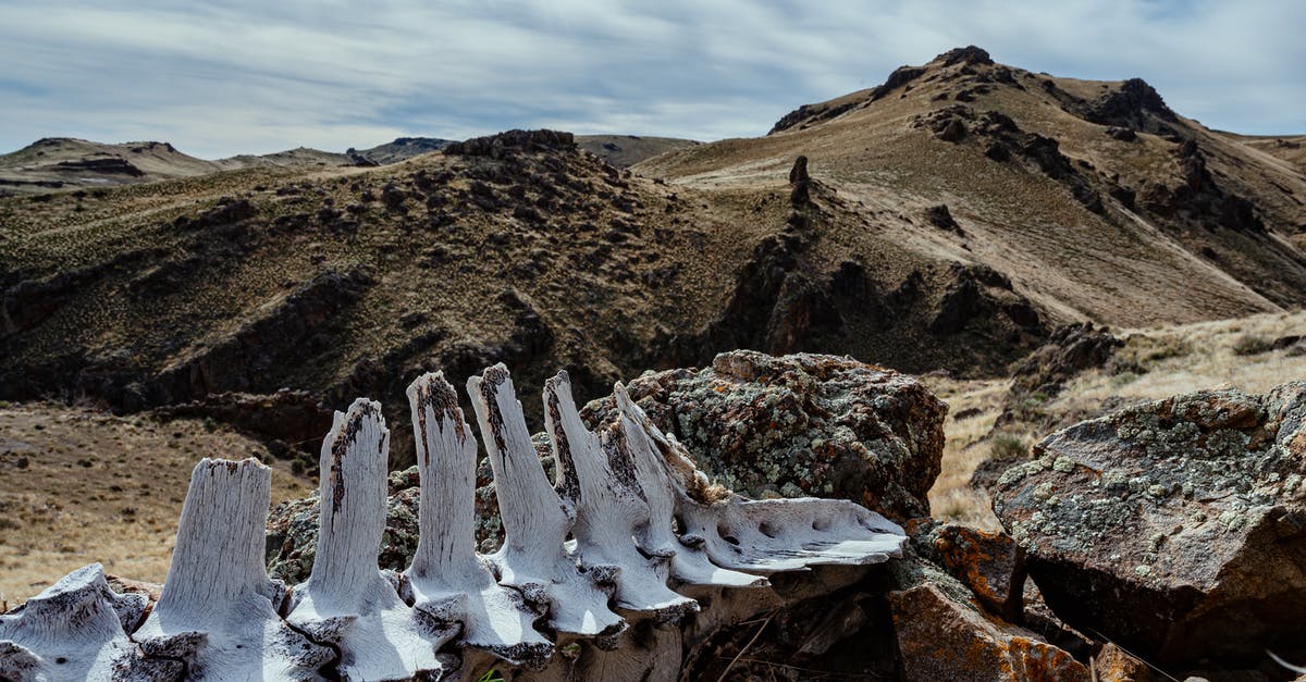 Broken baggage form - Ancient animal spine skeleton in rocky terrain Broken baggage form - Ancient animal spine skeleton in rocky terrain