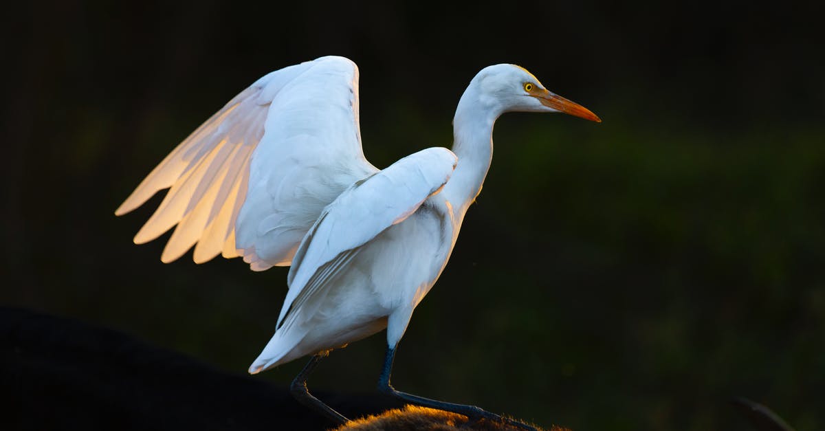 Bumped on transatlantic flight - compensation rules? - White egret with spread wings Bumped on transatlantic flight - compensation rules? - White egret with spread wings