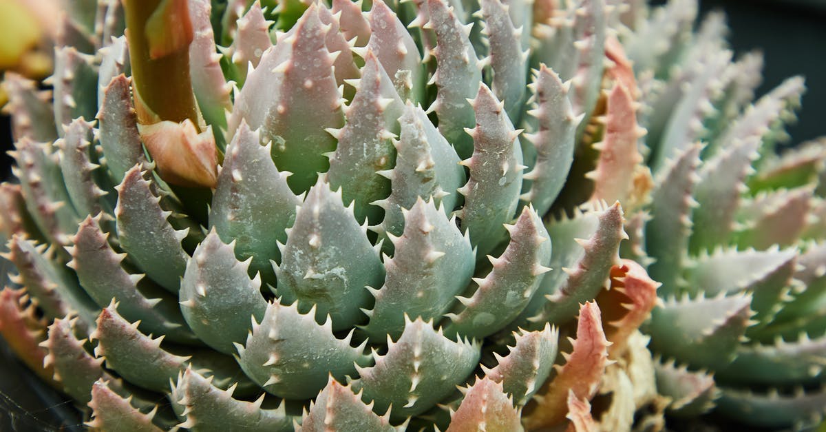 Buying Crit'air environment badge at short notice - Succulent plant of aloe with short green leaves with small sharp prickles growing in botanical garden Buying Crit'air environment badge at short notice - Succulent plant of aloe with short green leaves with small sharp prickles growing in botanical garden