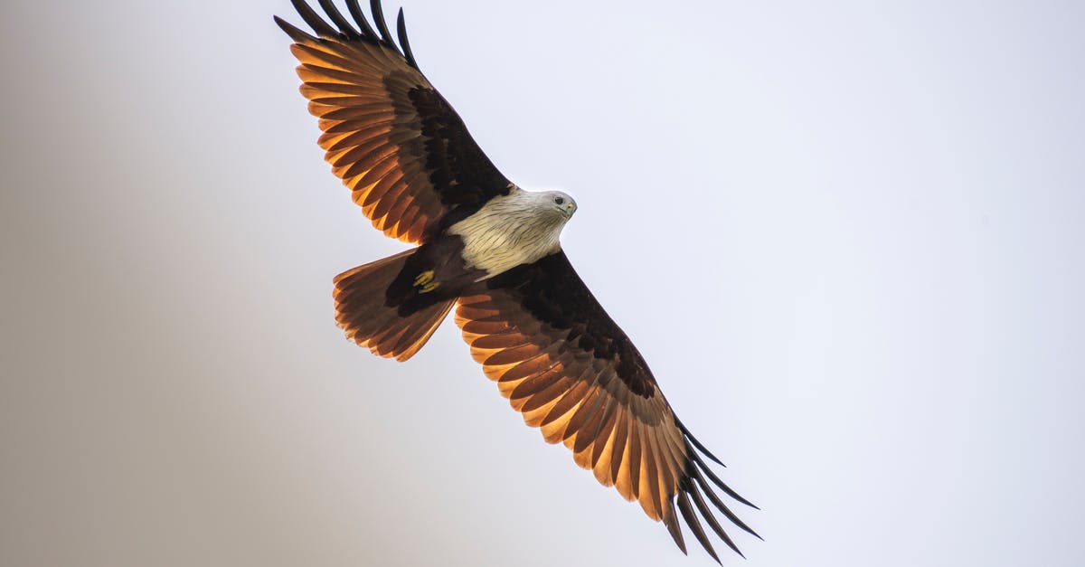 Buying duty free before a connecting flight within the uk - From below of wild brahminy kite with wings spread soaring in sky in daylight Buying duty free before a connecting flight within the uk - From below of wild brahminy kite with wings spread soaring in sky in daylight