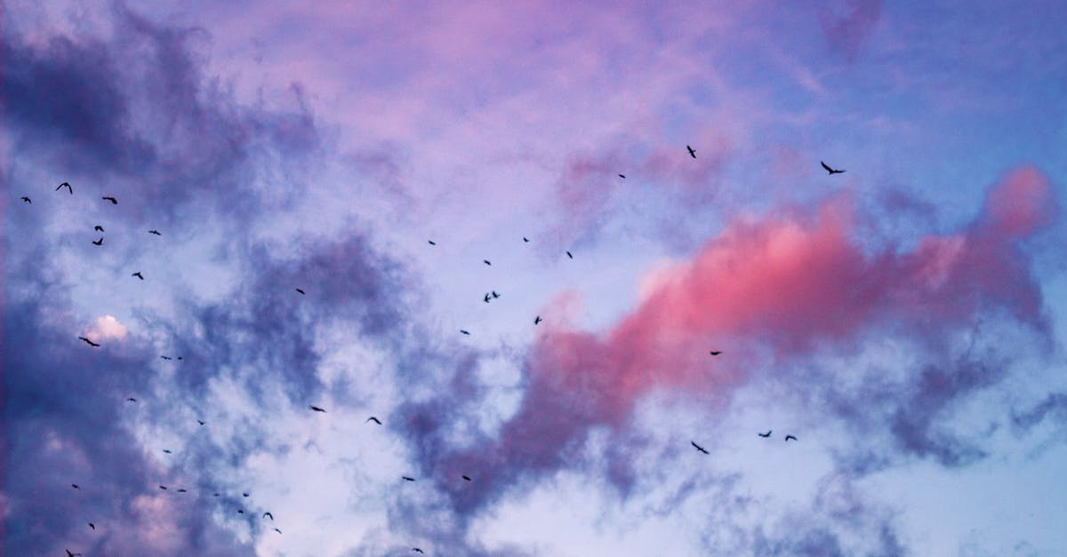 Buying duty free before a connecting flight within the uk - From below of many birds soaring in blue sky with colorful clouds at sunset sky in nature in evening time Buying duty free before a connecting flight within the uk - From below of many birds soaring in blue sky with colorful clouds at sunset sky in nature in evening time