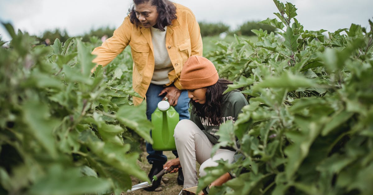 Can't check-in on Ryanair, because an adult is registered as a teen and a teen is registered as an adult - Adult ethnic female gardener with watering can near squatting daughter with trowel working land of plants on plantation Can't check-in on Ryanair, because an adult is registered as a teen and a teen is registered as an adult - Adult ethnic female gardener with watering can near squatting daughter with trowel working land of plants on plantation
