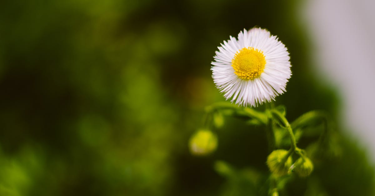 Can a US green card holder transiting through China leave the airport? Recommendation for sight-seeing in Shanghai? - Close-Up Photo Of White Flower