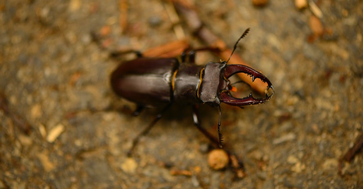 Can an American fly to Spain with a one way ticket? [closed] - Brown Beetle on  Close Up Shot
