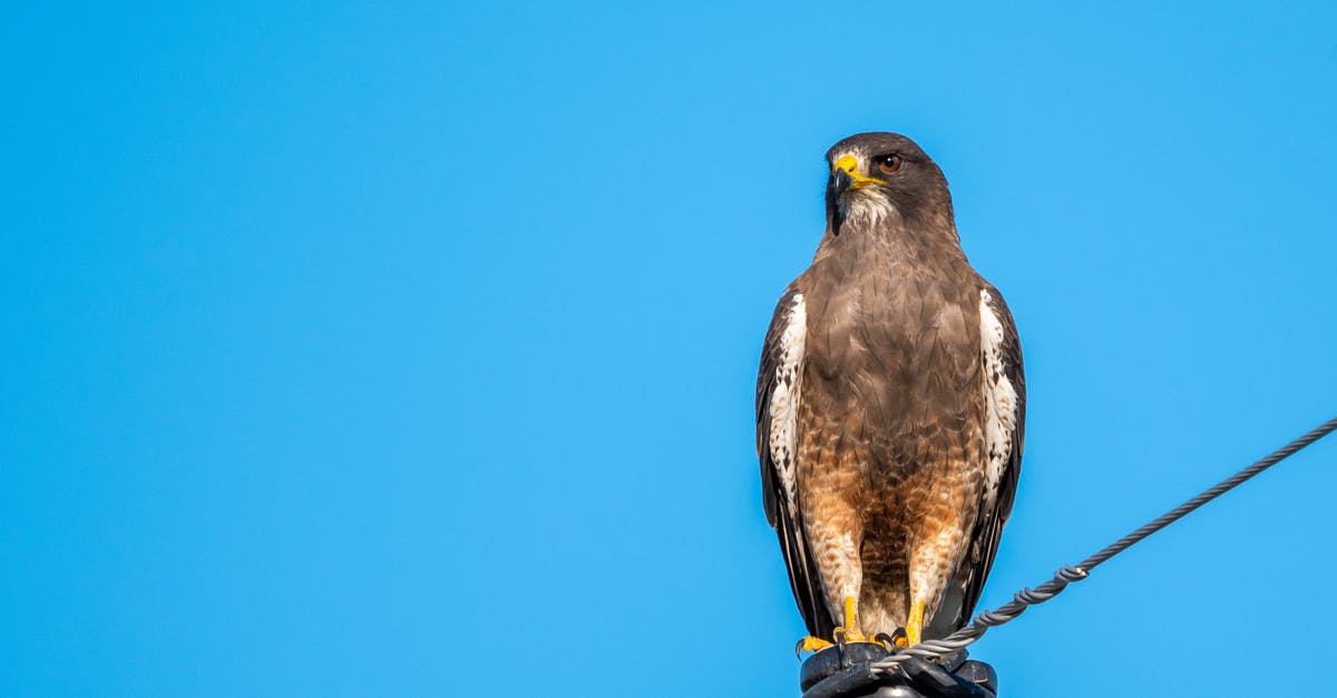 Can an Australian fly from the US to Cuba? - Low angle of golden eagle sitting on top of metallic construction with wire against cloudless blue sky Can an Australian fly from the US to Cuba? - Low angle of golden eagle sitting on top of metallic construction with wire against cloudless blue sky