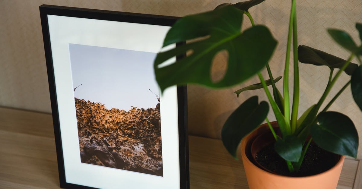 Can I book a different accommodation after receiving my US visa? - Shelf with framed photo and green plant Can I book a different accommodation after receiving my US visa? - Shelf with framed photo and green plant