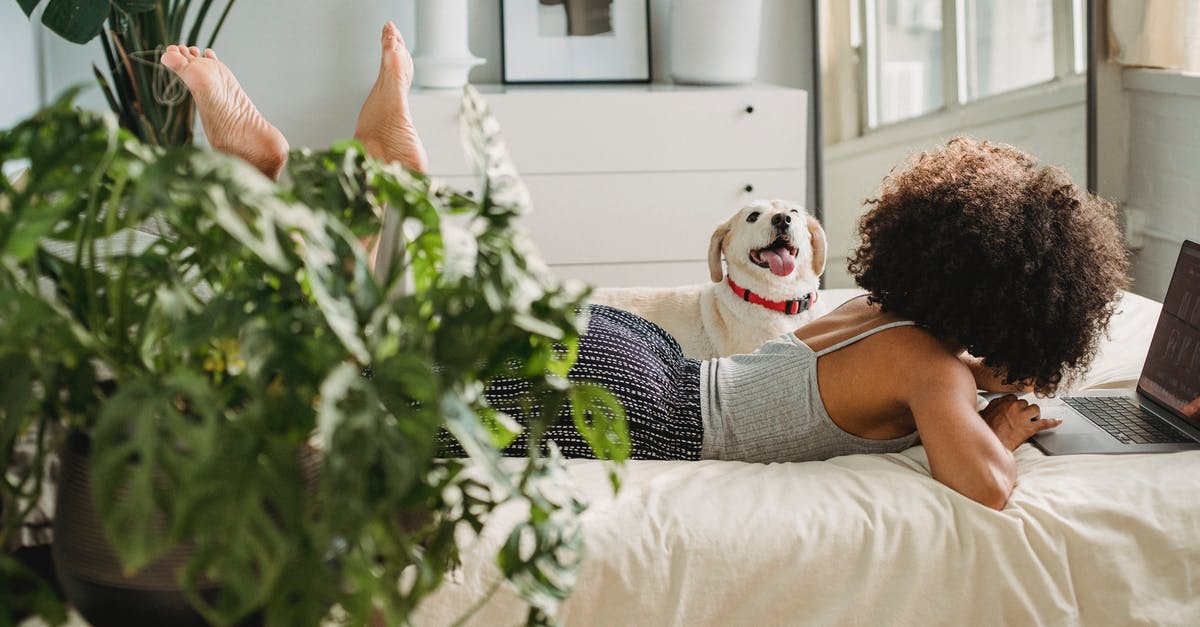 Can I bring in my dog's effects into Australia - e.g collar/lead/jumper/soft bed? - Unrecognizable black woman with dog and laptop on bed Can I bring in my dog's effects into Australia - e.g collar/lead/jumper/soft bed? - Unrecognizable black woman with dog and laptop on bed