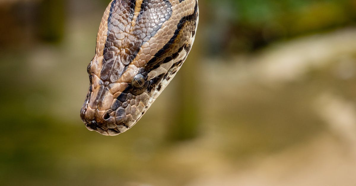 Can I bring snake wine from Vietnam to Europe? - Brown Reticulated Python Can I bring snake wine from Vietnam to Europe? - Brown Reticulated Python