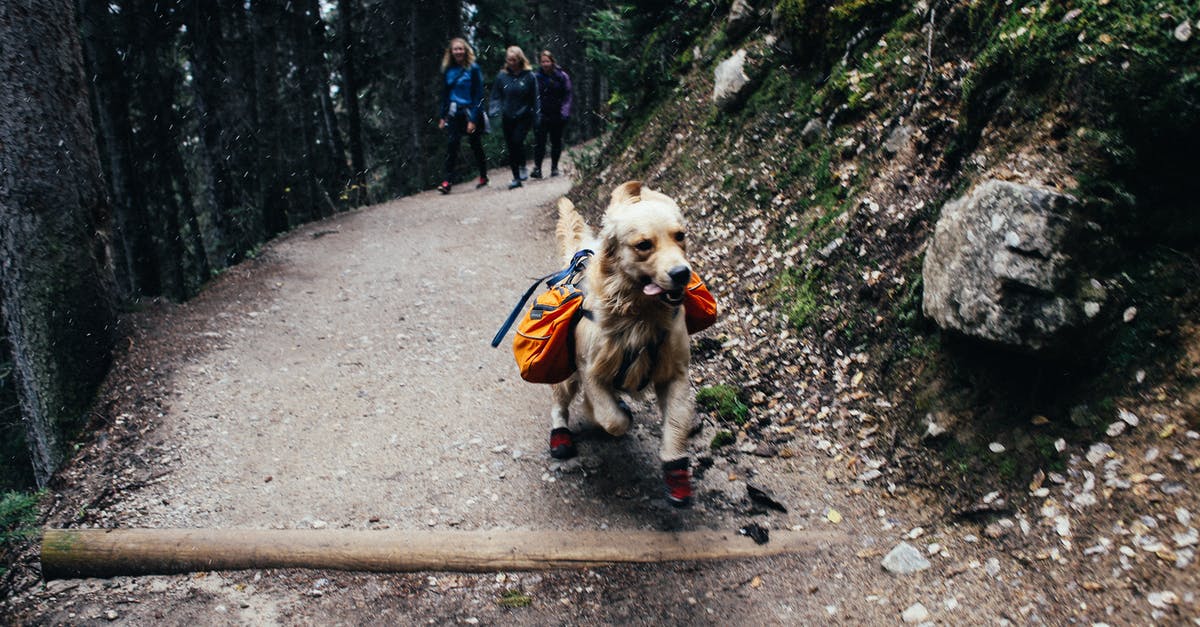 Can I do an Oman visa change/run on a tourist visa? - Active Golden Retriever running with trekking equipment with travelers walking on trail in highland Can I do an Oman visa change/run on a tourist visa? - Active Golden Retriever running with trekking equipment with travelers walking on trail in highland