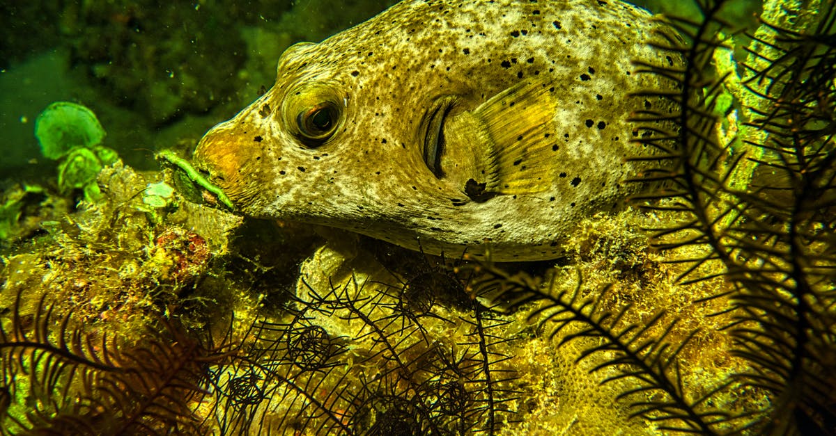 Can I enter Thailand or Malaysia or Indonesia with a one-way-ticket? [closed] - Green and Black Fish in Water