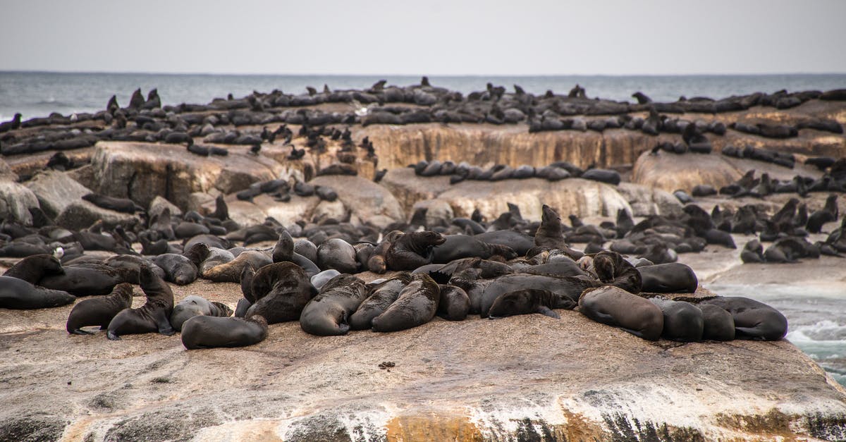 Can I expect to see monk seals in Zakynthos, Greece? - Black Seal on Gray Rock Can I expect to see monk seals in Zakynthos, Greece? - Black Seal on Gray Rock