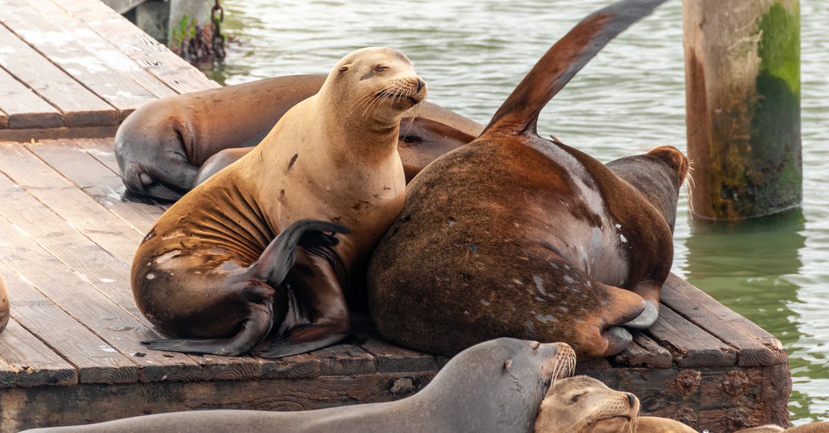 Can I expect to see monk seals in Zakynthos, Greece? - Seal Lying on Brown Sand Can I expect to see monk seals in Zakynthos, Greece? - Seal Lying on Brown Sand
