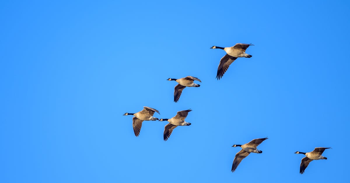Can I fly to Canada without an eTA? - Canada geese flying in cloudless blue sky Can I fly to Canada without an eTA? - Canada geese flying in cloudless blue sky