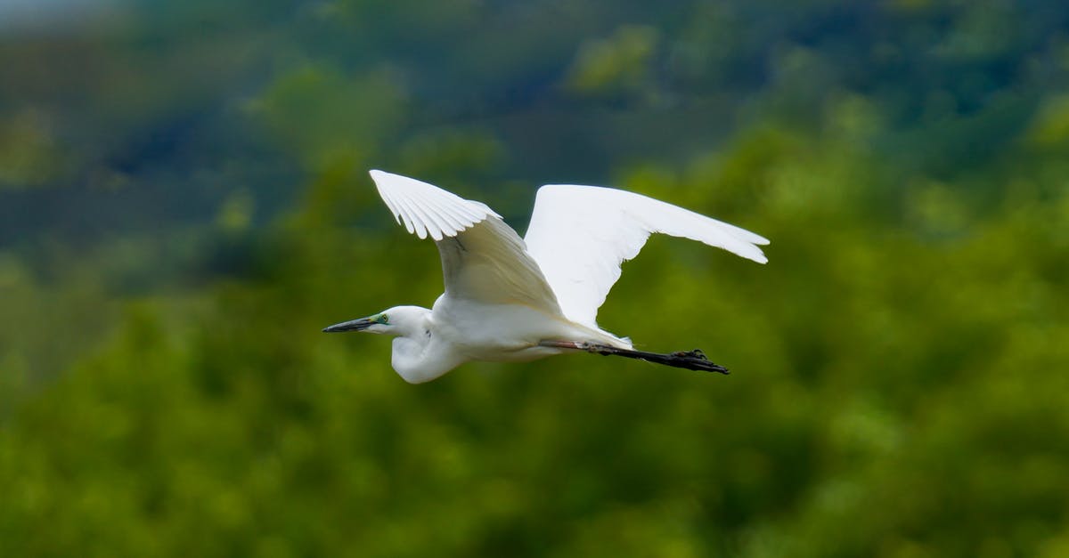 Can I get Schengen visa before getting UK visa if flying from UK? - White Bird Flying over Green Grass Field