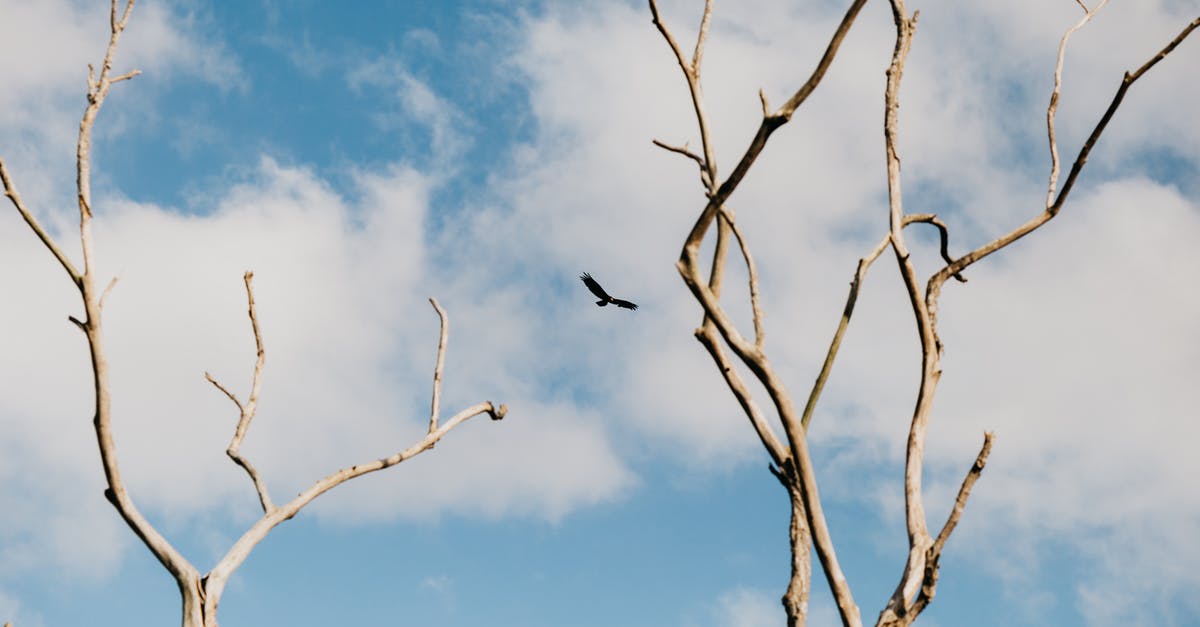 Can I get to Germany from Norway with a single entry Schengen visa while having a flight transit in UK? - Low angle of long branches of plants growing against blue sky and bird flying in clouds Can I get to Germany from Norway with a single entry Schengen visa while having a flight transit in UK? - Low angle of long branches of plants growing against blue sky and bird flying in clouds