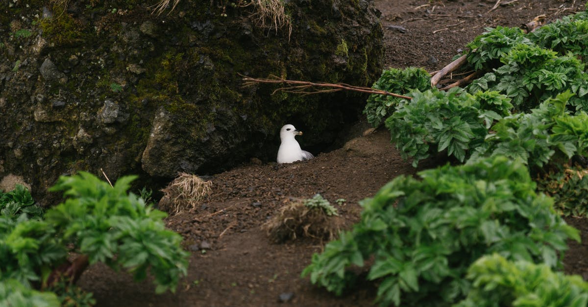 Can I land in Germany with a single entry Hungarian student visa(Category: D, Valid For: Hungary, 30Days) [duplicate] - Wild seagull in nest on ground